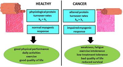 The Skeletal Muscle as an Active Player Against Cancer Cachexia